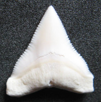 Žralok bělavý 1)  Carcharhinus leucas - Bull shark  